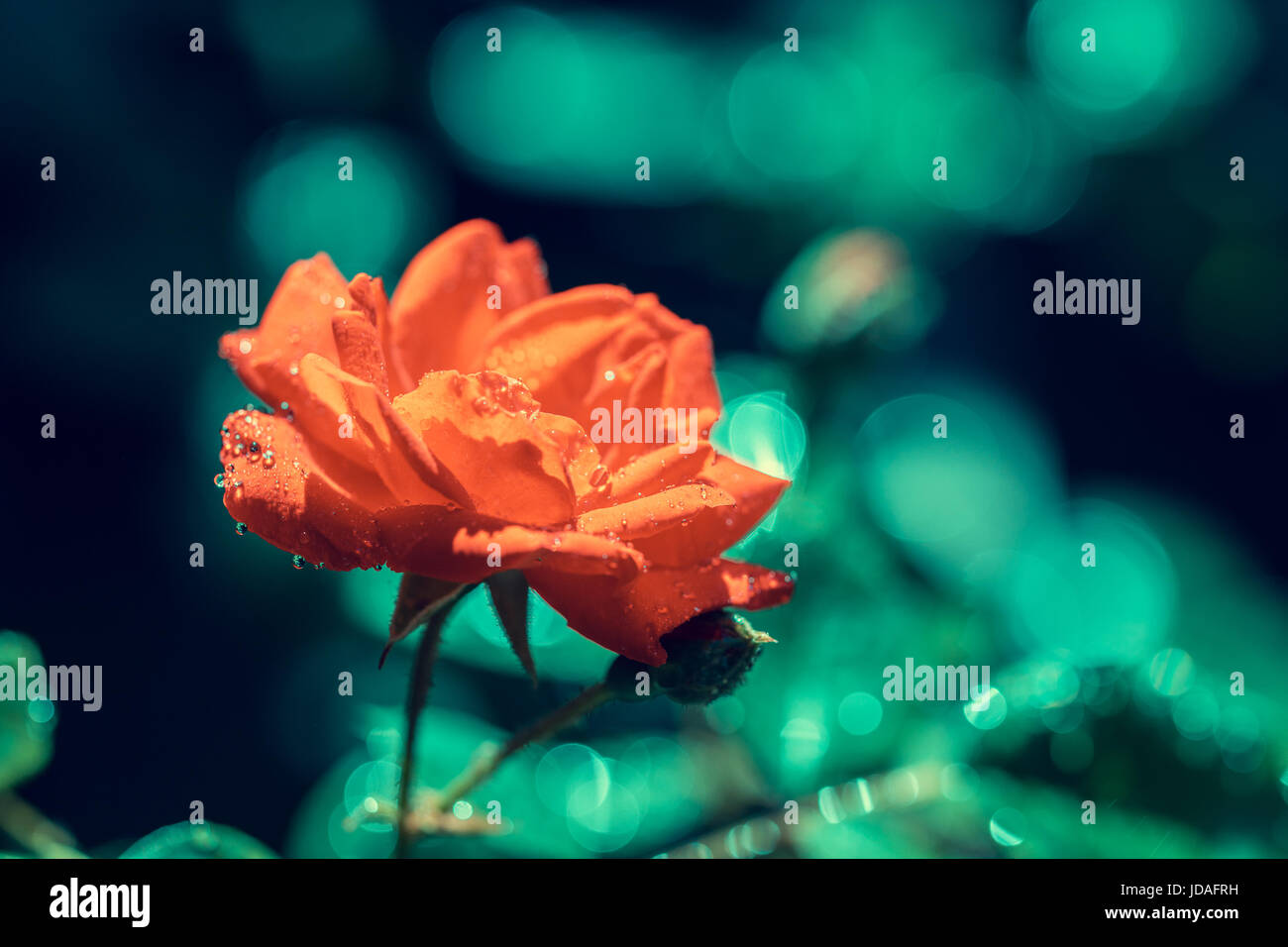 Red rose flower on a bush in a garden Stock Photo - Alamy