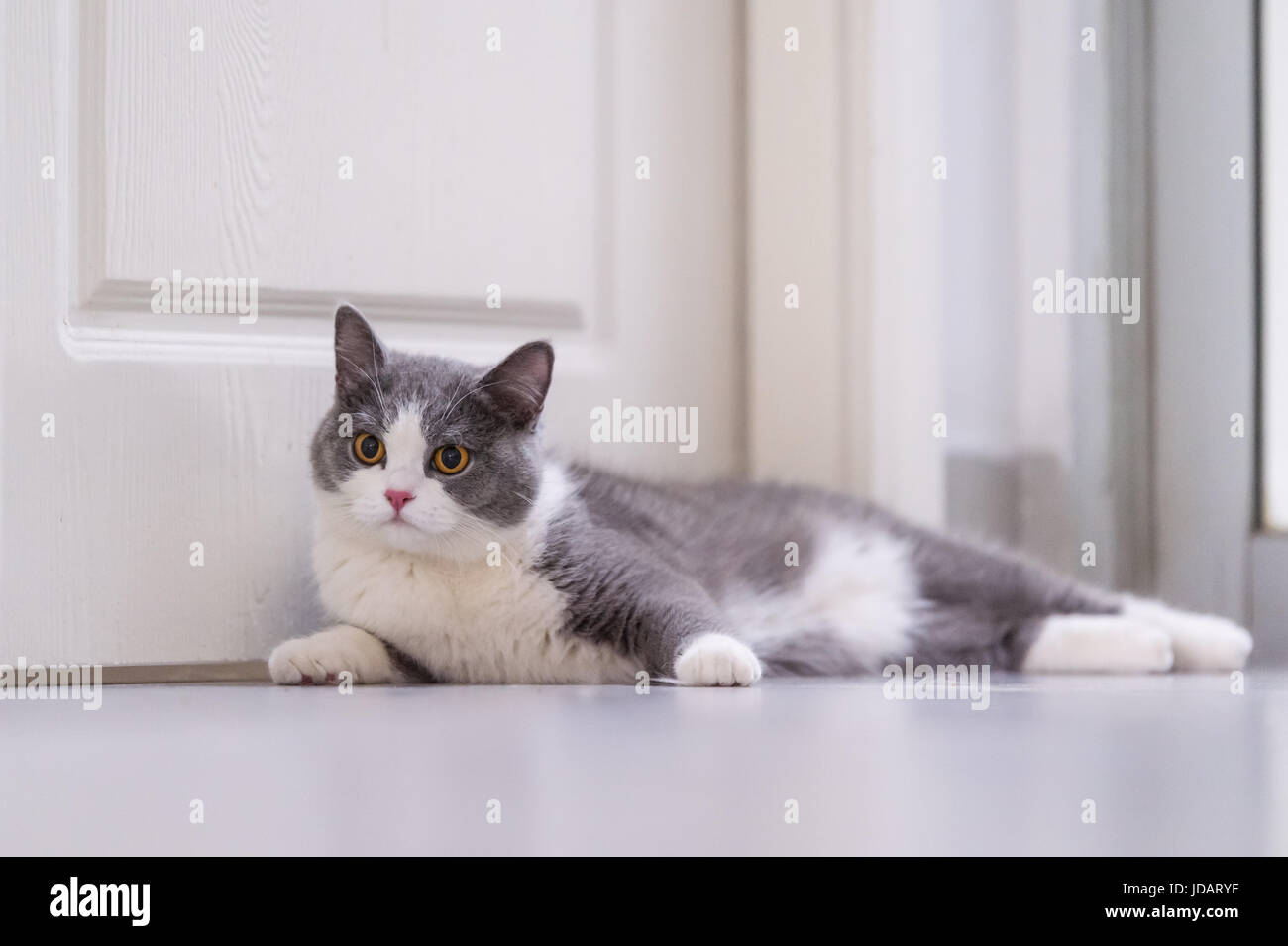 Gray British shorthair cats, indoors Stock Photo Alamy
