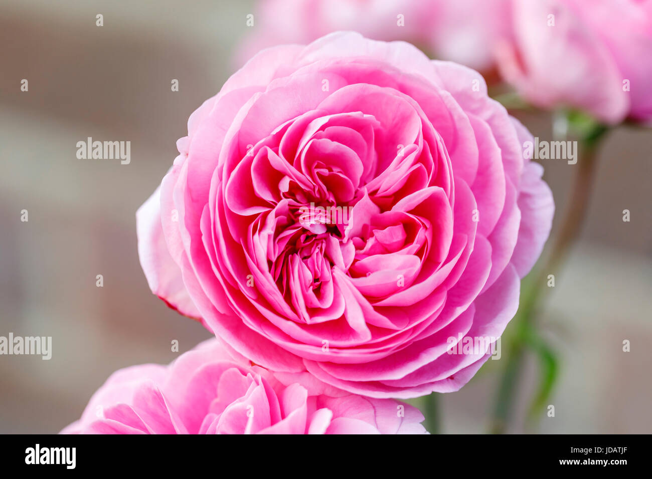Beautiful, rich pink rosettes of rose Gertrude Jekyll (Ausbord) flowering in early summer in a garden in southeast England, UK - nation's favourite Stock Photo