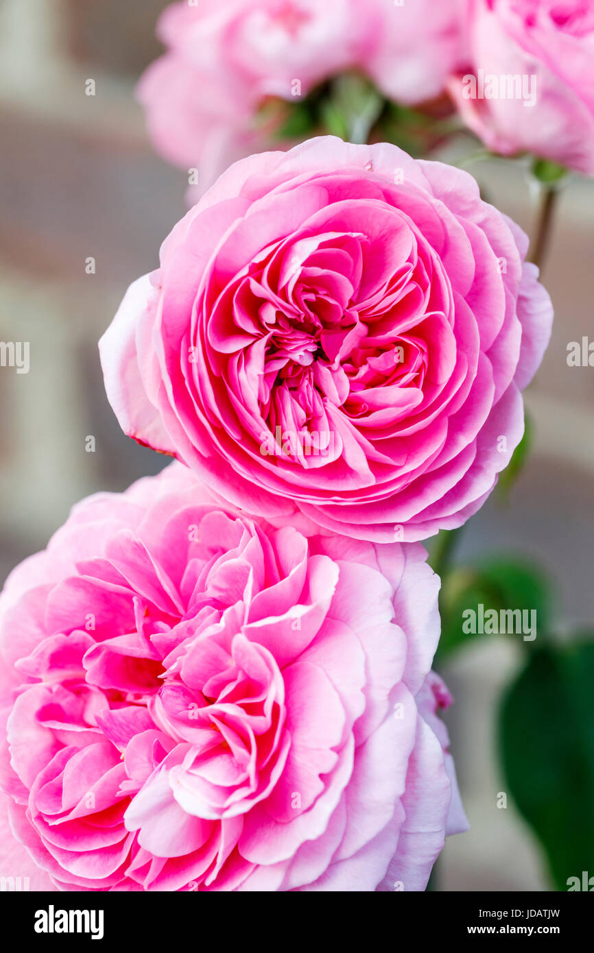 Beautiful, rich pink rosettes of rose Gertrude Jekyll (Ausbord) flowering in early summer in a garden in southeast England, UK - nation's favourite Stock Photo