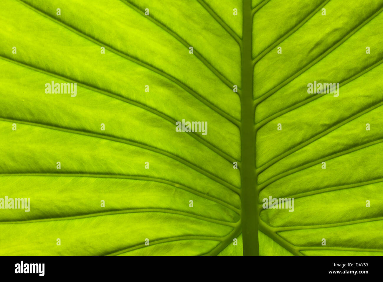 leaf of a plant close up,possible use to background Stock Photo - Alamy