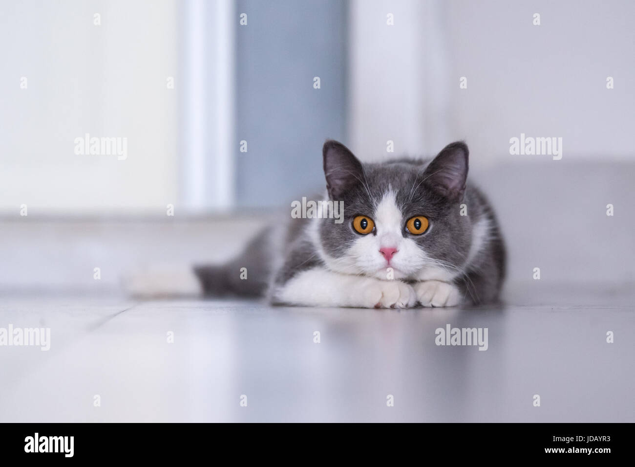 Gray British shorthair cats, indoors Stock Photo Alamy