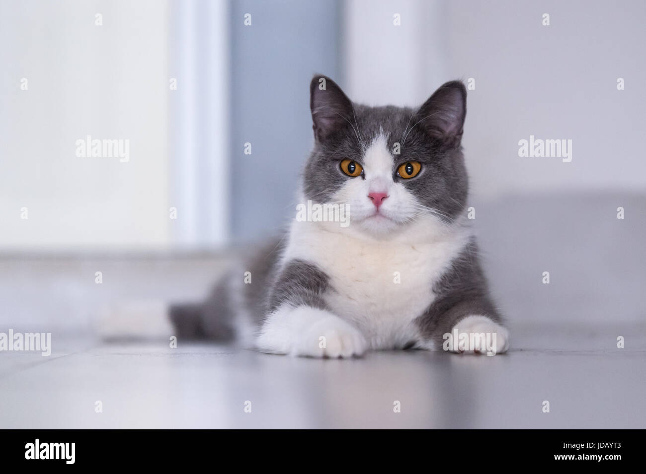 Gray British shorthair cats, indoors Stock Photo Alamy