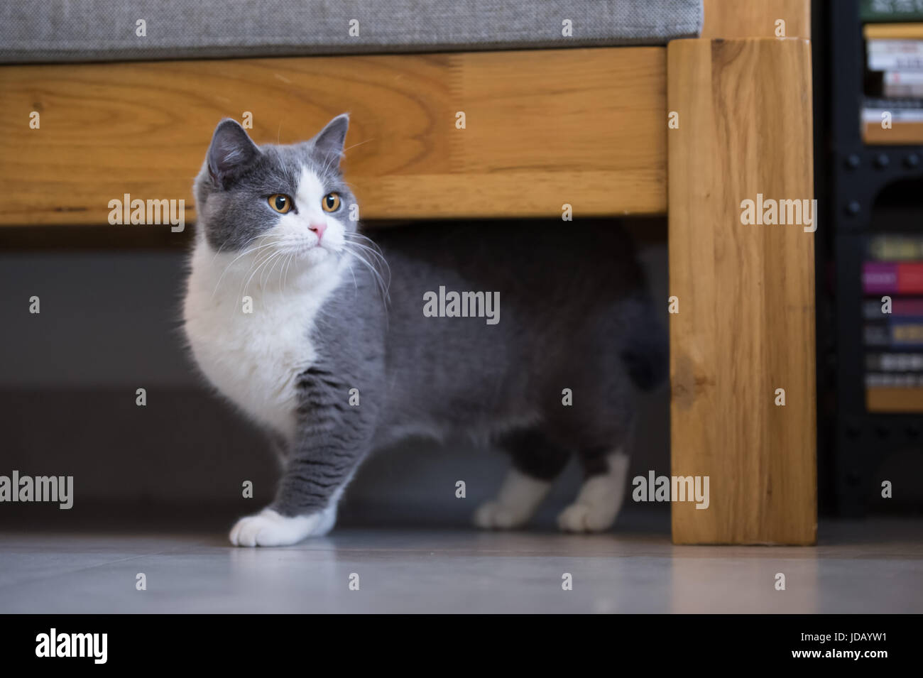 Gray British shorthair cats, indoors Stock Photo Alamy