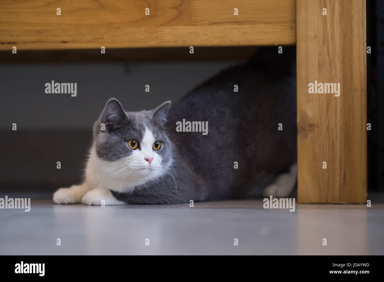 Gray British shorthair cats, indoors Stock Photo Alamy