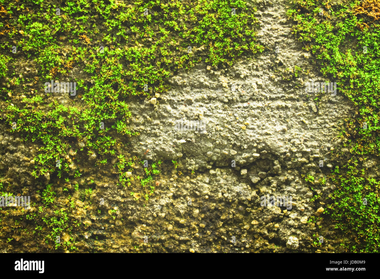 An image of a concrete wall with moss Stock Photo - Alamy