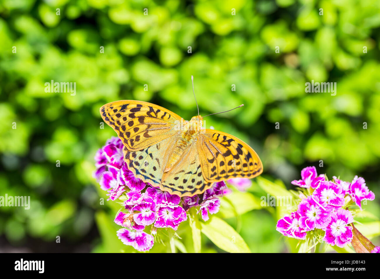 Beautiful butterfly on a carnation ( Dianthus barbatus) flower in a