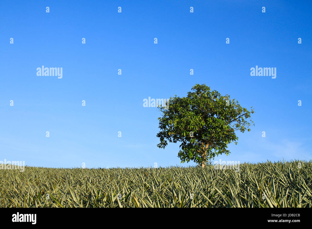 lonely tree on green field in clear nature Stock Photo - Alamy