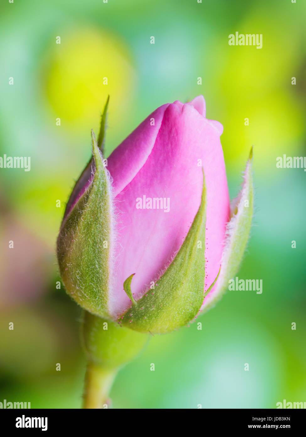 Pink Rose Flower Bud on Natural Background Stock Photo