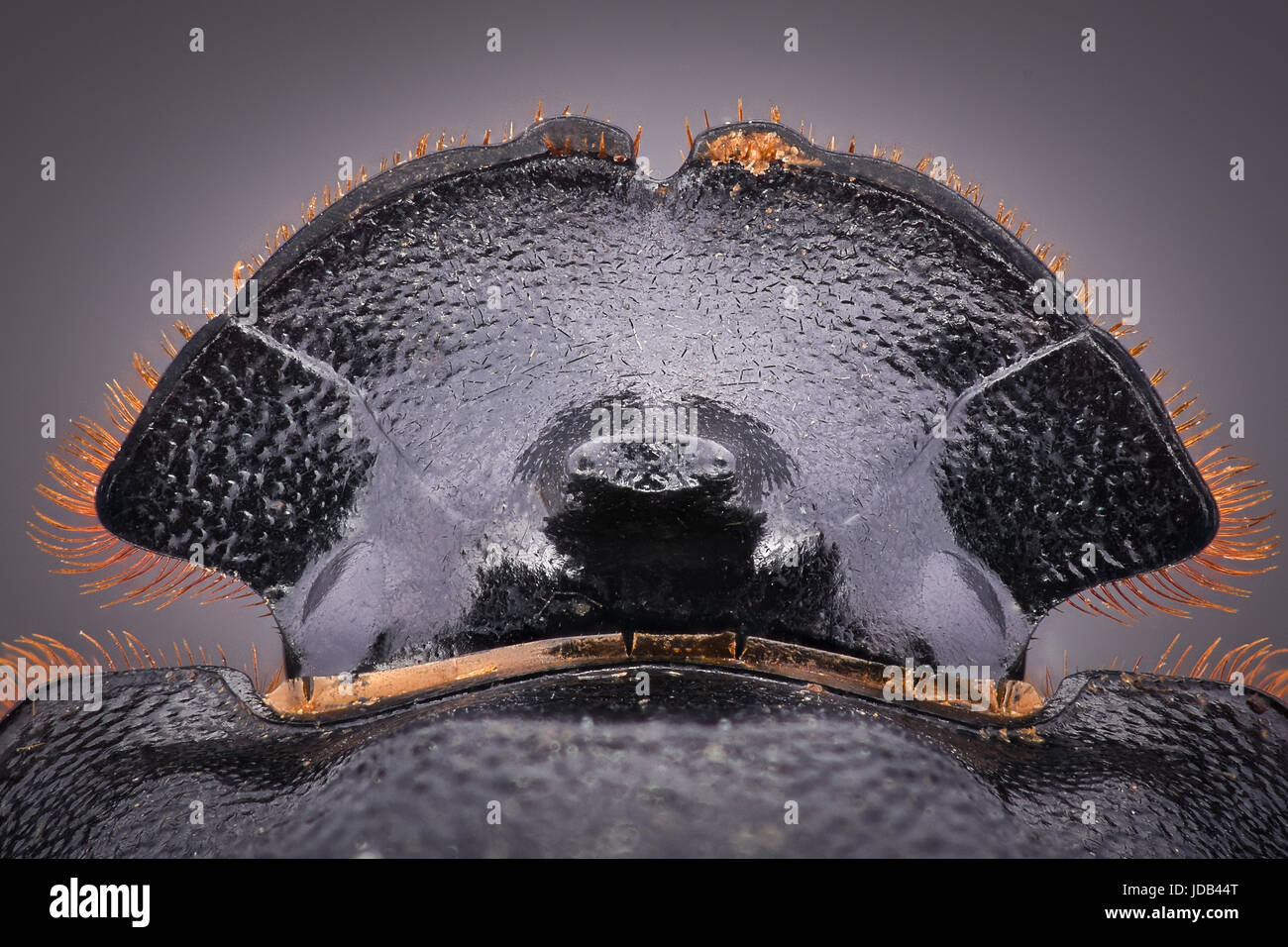 Extreme magnification - Dung Beetle, Copris lunaris Stock Photo