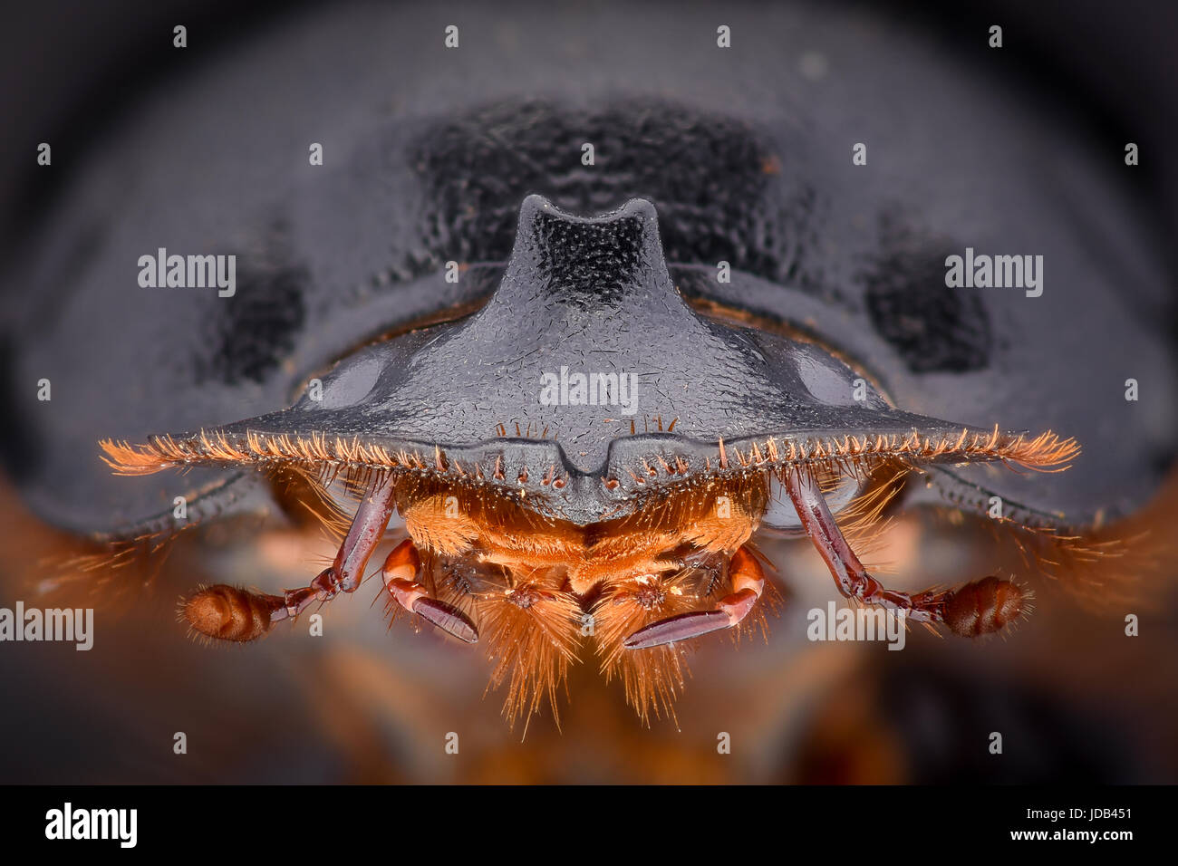 Extreme magnification - Dung Beetle, Copris lunaris Stock Photo