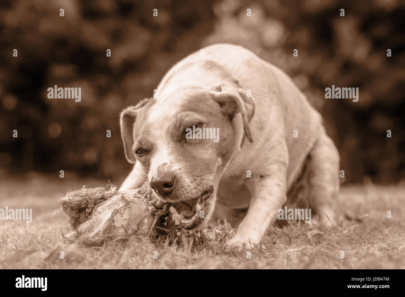 Close Up Jack Russell Terrier Dog Chewing An Oversize Cow Bone Stock Photo