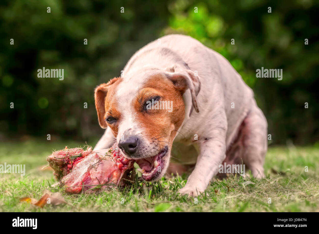 Jack Russell Terrier Female Dog Lying On A Green Field Happily Chewing A Large Raw Bone Full Of Meat Stock Photo