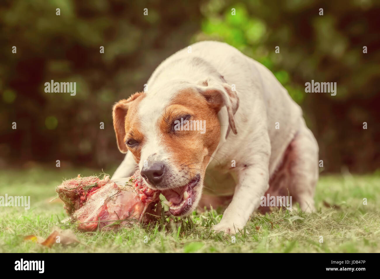 Close Up Jack Russell Terrier Female Dog Chewing An Oversize Cow Bone Stock Photo
