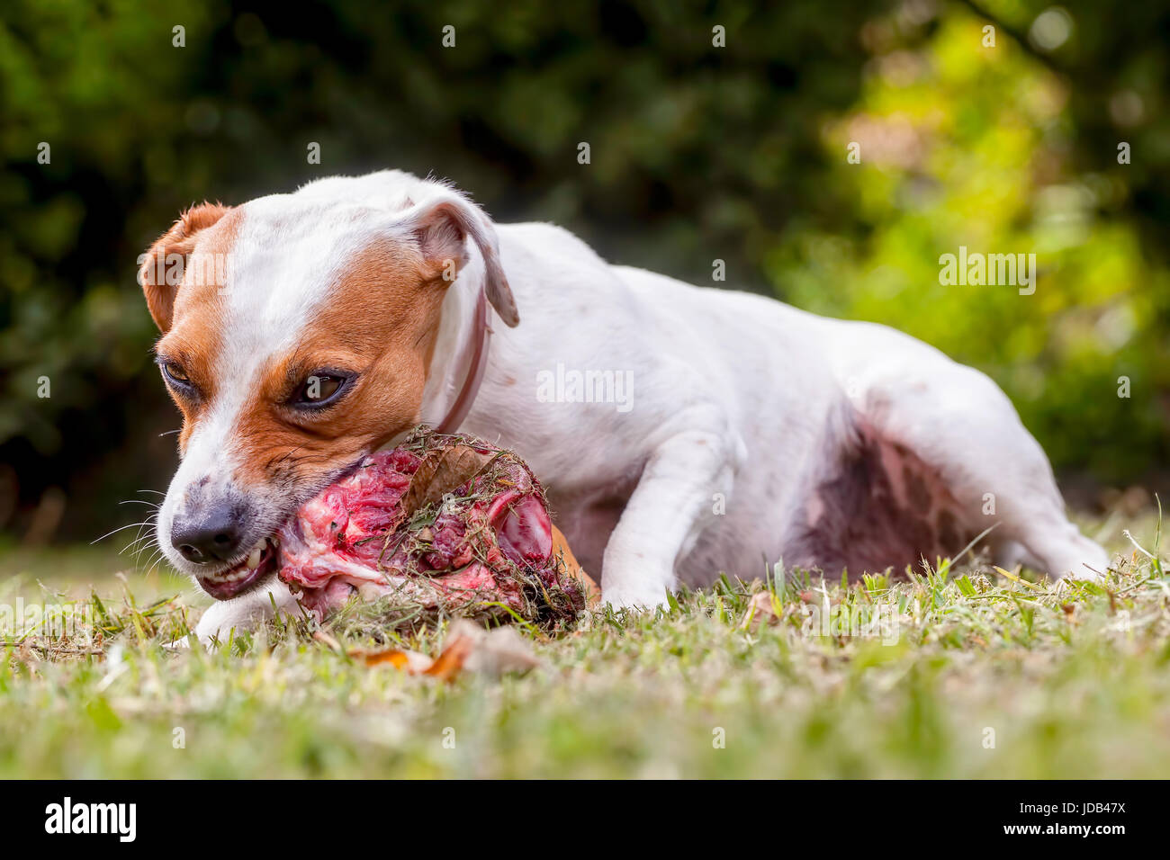 Close Up Jack Russell Terrier Angry Female Dog Protecting Big Bone Stock Photo