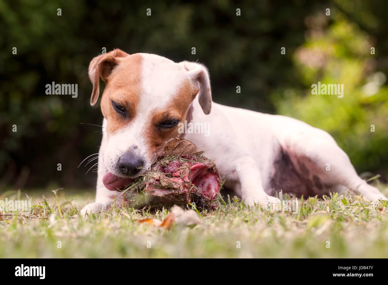 Jack Russell Terrier Angry Female Dog Protecting Big Bone With Meat Stock Photo