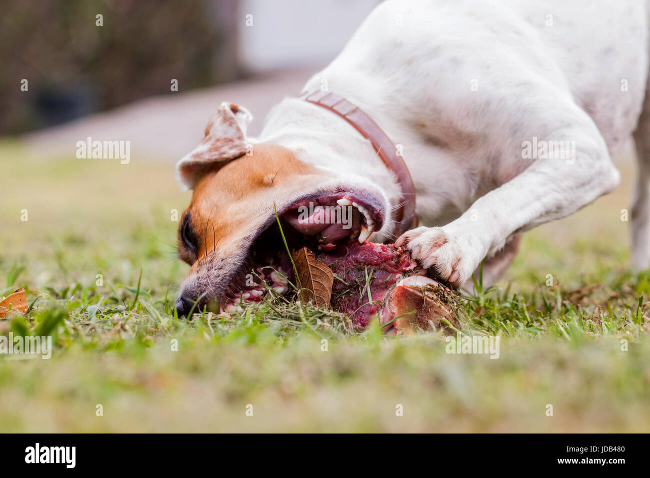 Close Up Of A Happy Jack Russell Terrier Dog Sniffing A Huge Bone With Meat Stock Photo