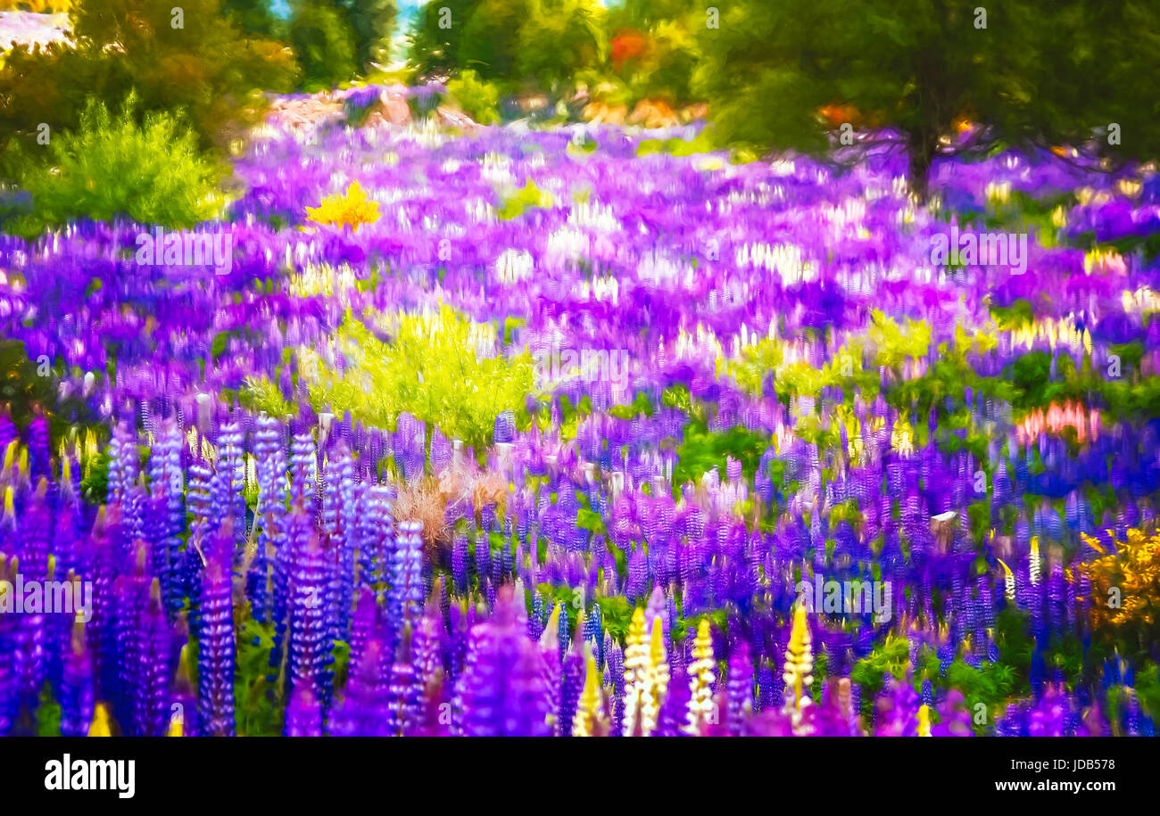 Lupin field blooming in spring in southern Chile Stock Photo