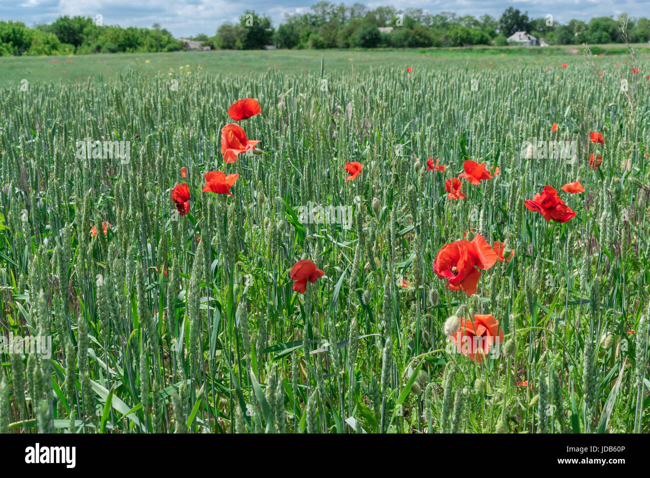 Poppy flowers growing on the wheat field Stock Photo Alamy