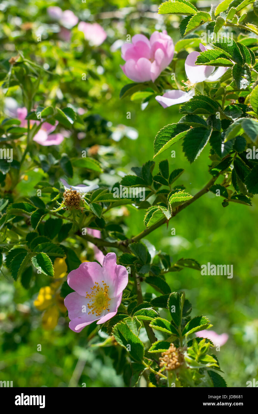 Wild rose flowers and leaves closeup background Stock Photo Alamy