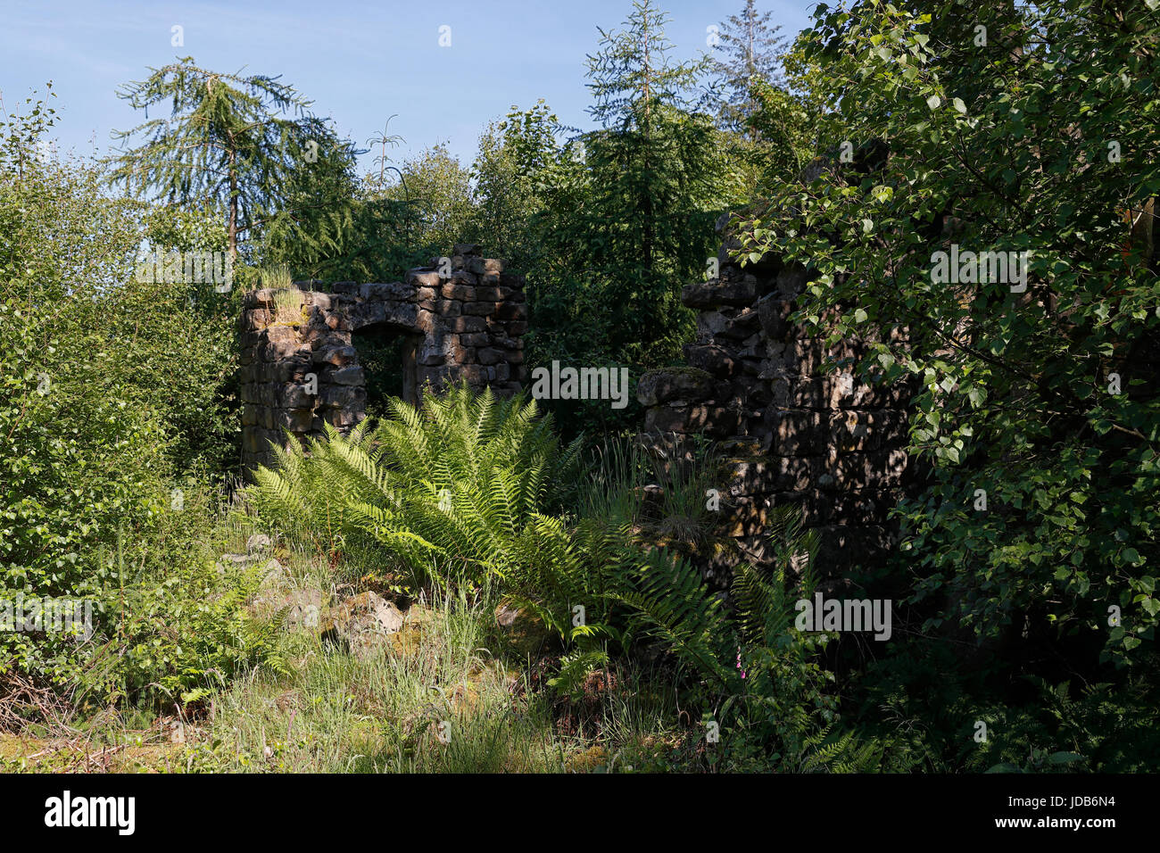 The abandoned ruins of a cottage of stone construction with nature reclaiming the site in the Yorkshire dales Stock Photo