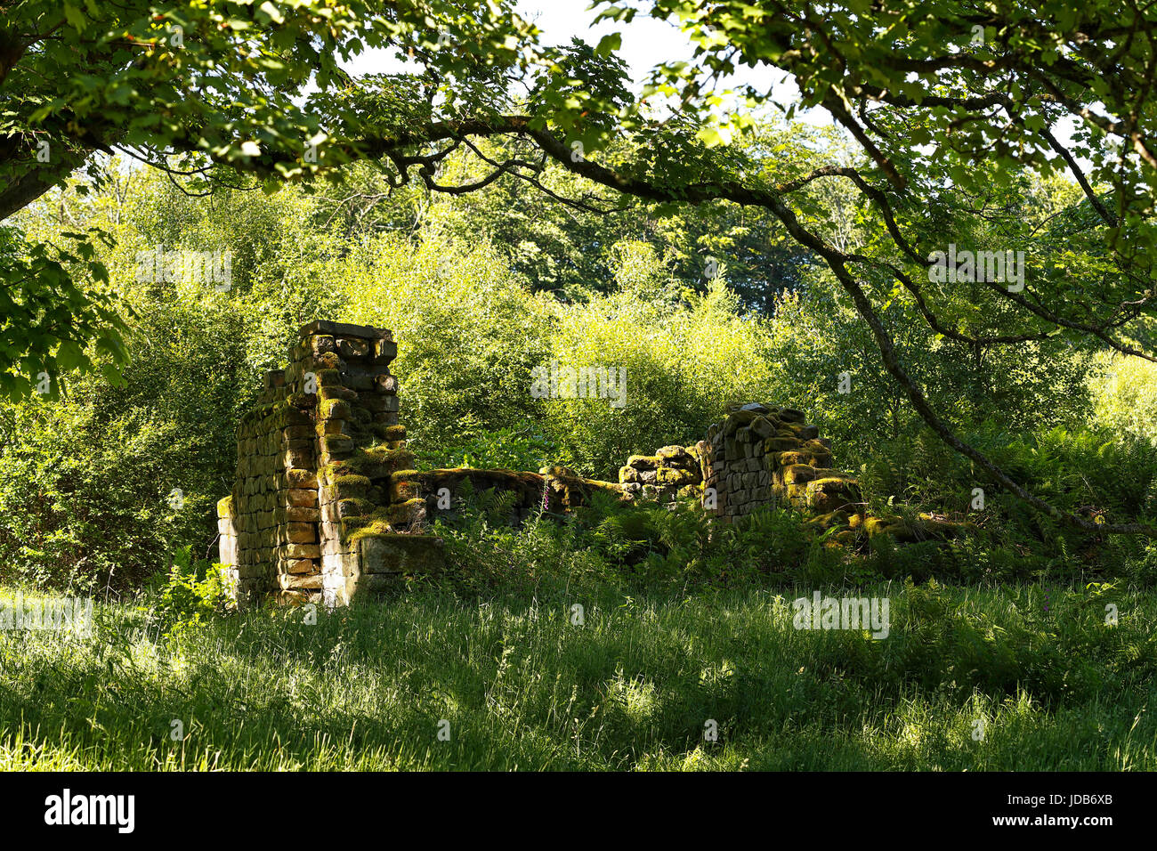 The abandoned ruins of a cottage of stone construction with nature reclaiming the site in the Yorkshire dales Stock Photo