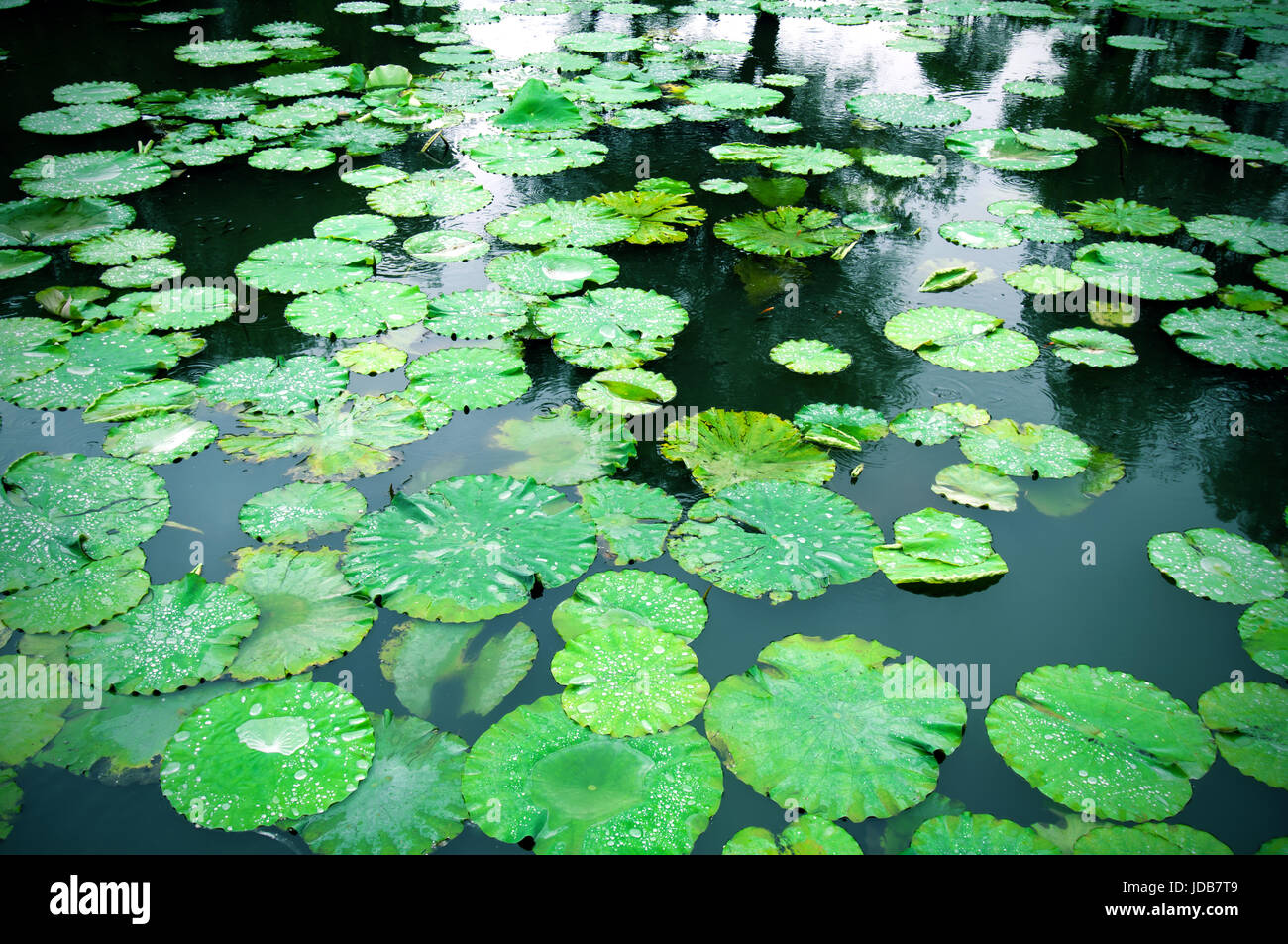 Lily pads on the surface of a pond Stock Photo Biology Diagrams