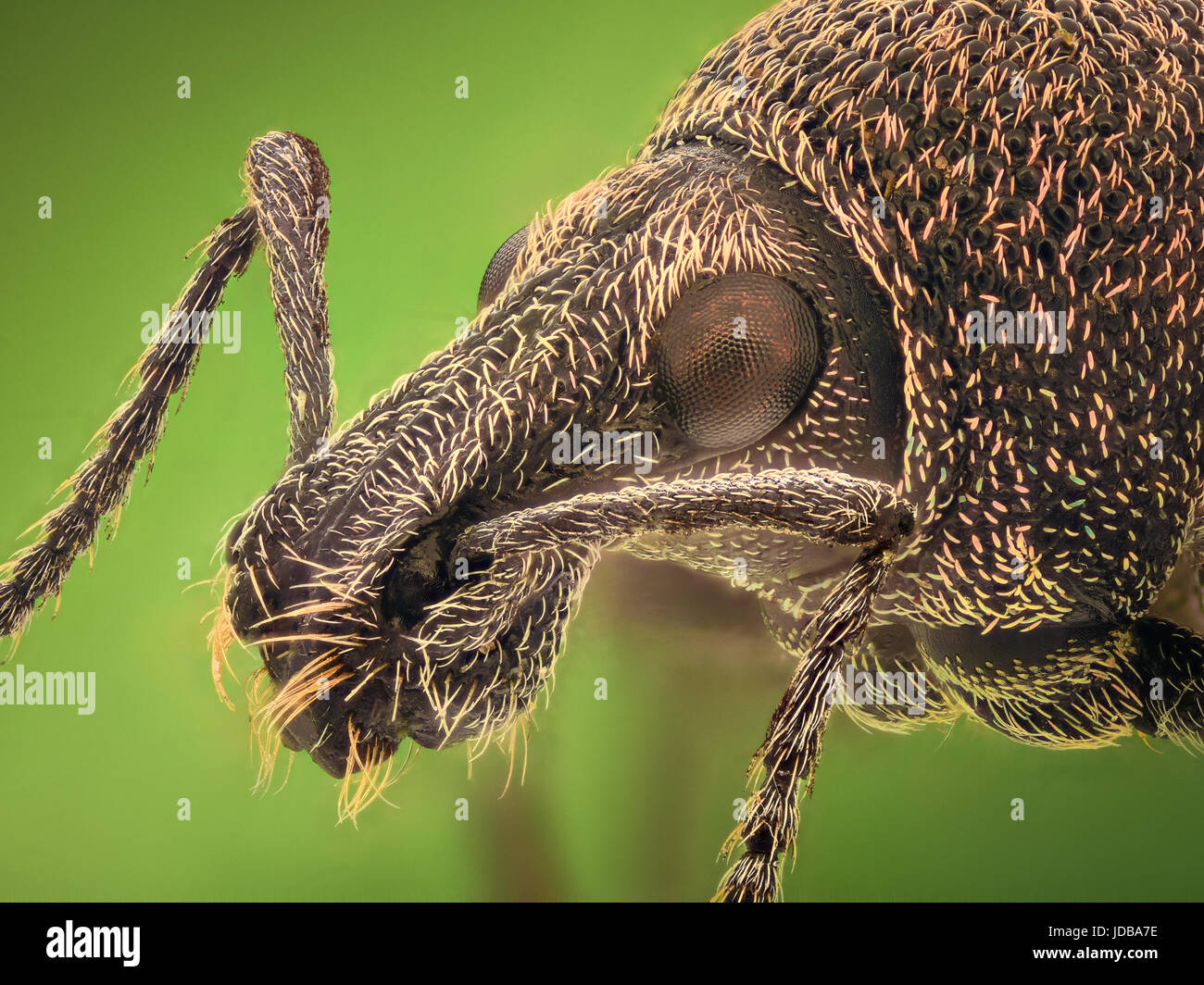 Extreme magnification - Weevil Stock Photo