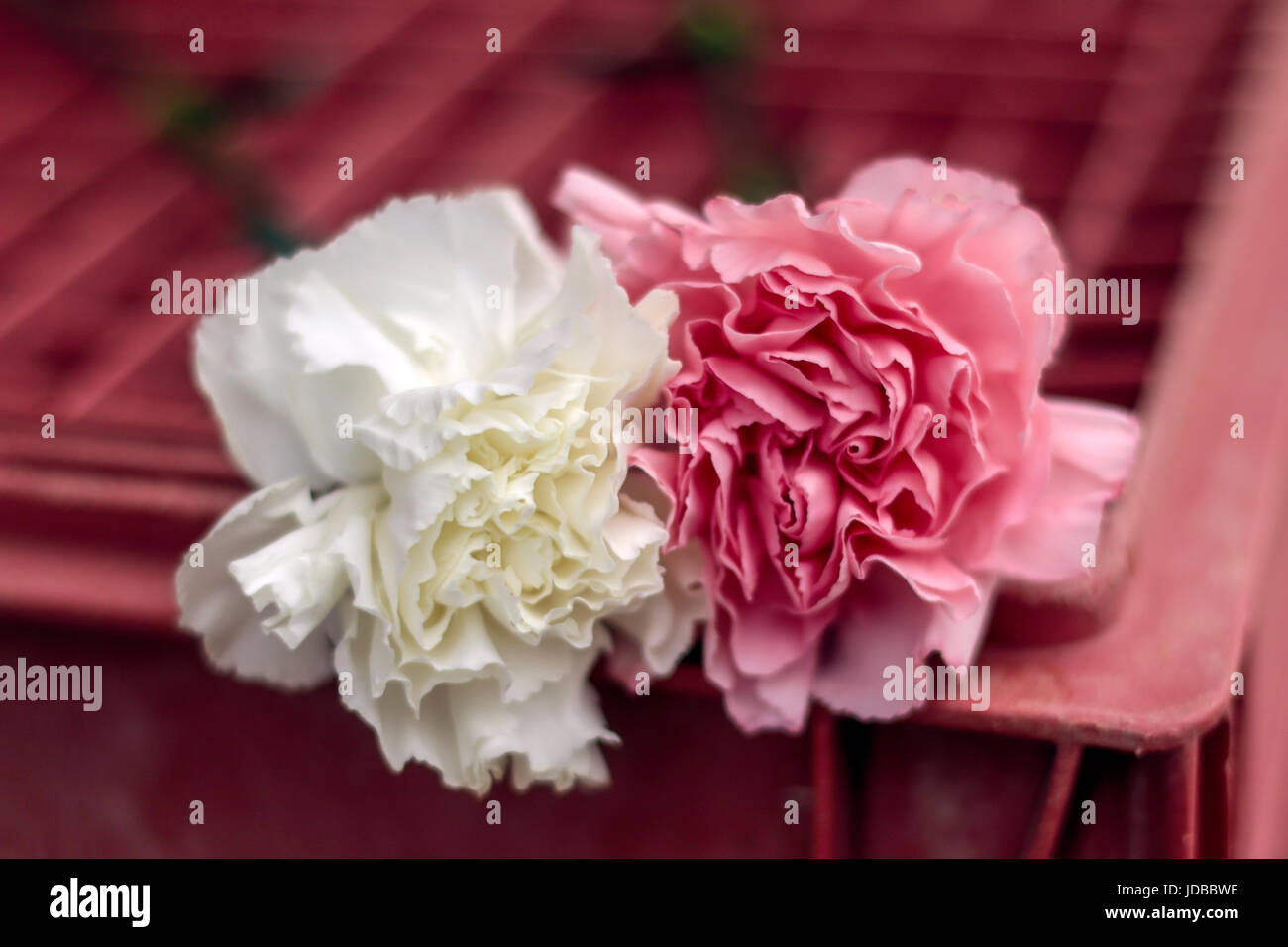 Pink and White Carnations Stock Photo Alamy