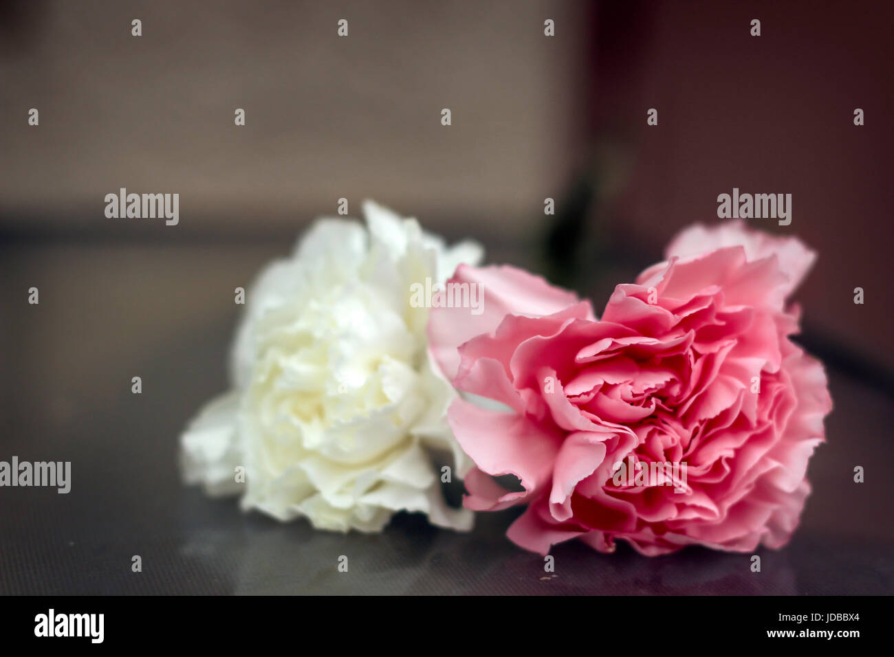 Pink and White Carnations Stock Photo Alamy