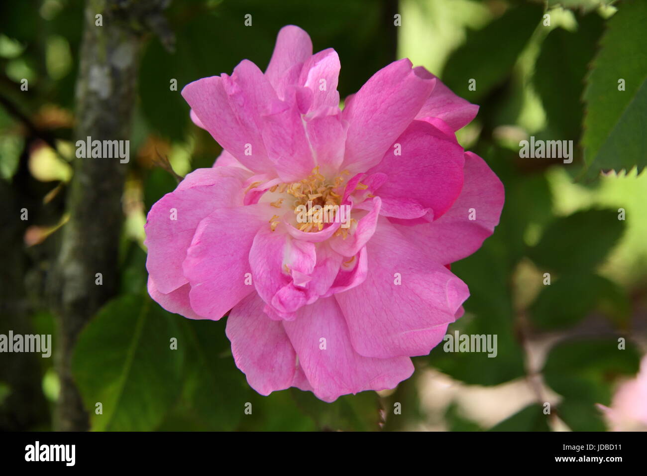 Rose labelled/marked as 'Rosa l'heritieranea' ('rambling rose') an old, boursault variety rose in full bloom, (June) - UK Stock Photo