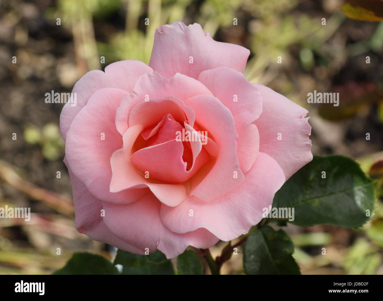 Rosa 'VALENTINE HEART' (dicogle), a scented floribunda rose, flowering in an English garden in summer (June), UK Stock Photo