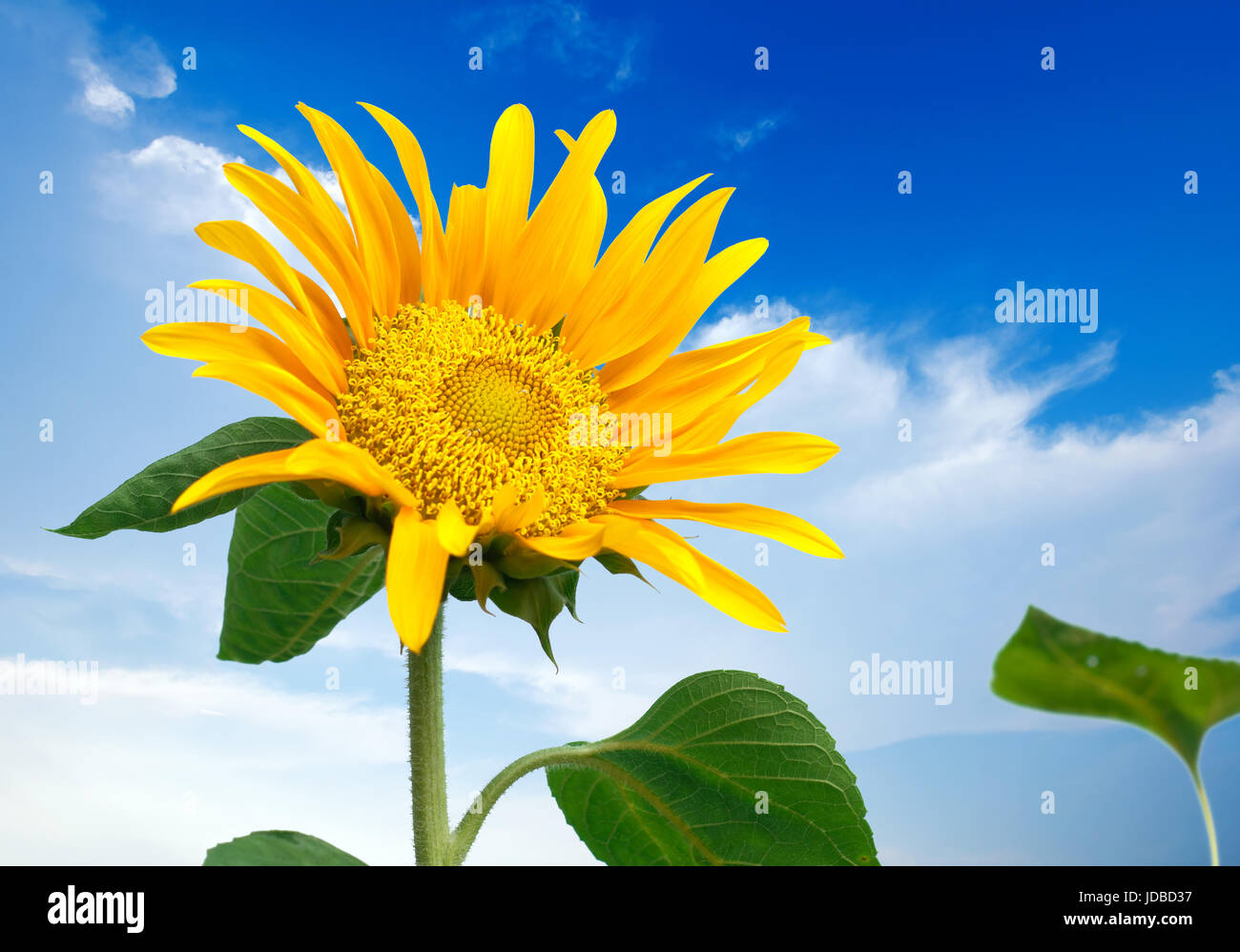 Isolated sunflower against a blue sky Stock Photo - Alamy