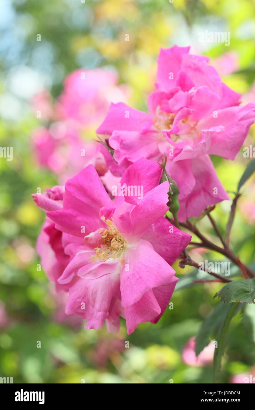 Heritage Rambling Roses Rose labelled/marked as 'Rosa l'heritieranea' ('rambling rose') an old ...