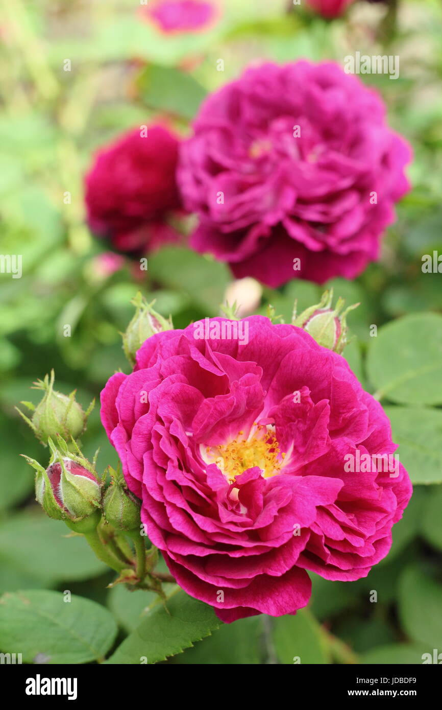 Rosa 'Gipsy boy' synonym Rosa 'Zigeunerknabe' and 'Gypsy Boy', a fragrant, bourbon shrub rose, in full bloom in an English garden border in June, UK Stock Photo