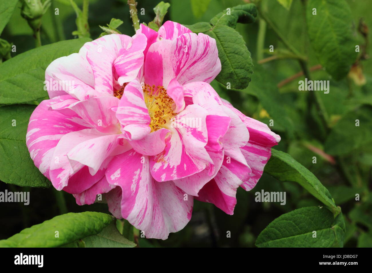 Rosa gallica 'versicolor', also called 'Rosa Mundi' and 'French Rose. an old, scented shrub rose with striking striped petals, flowering in June, UK Stock Photo
