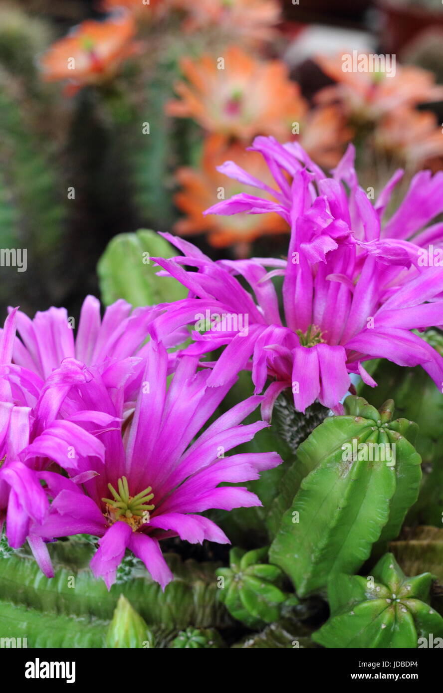 Houseplant cactus with pink flowers in full bloom in June, UK Stock Photo