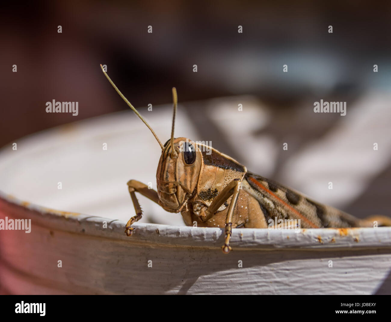 A Garden Locust in Southern Africa Stock Photo