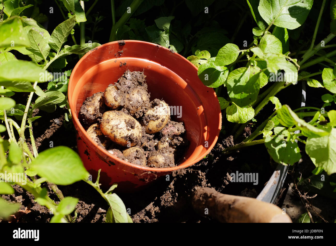 Growing potatoes tub hires stock photography and images Alamy