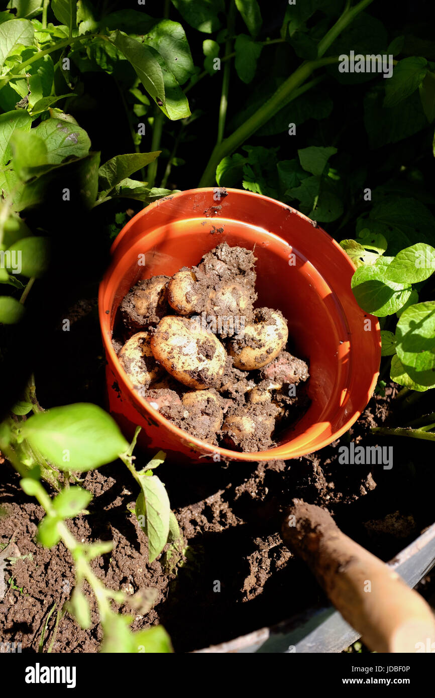 Growing potatoes tub hires stock photography and images Alamy