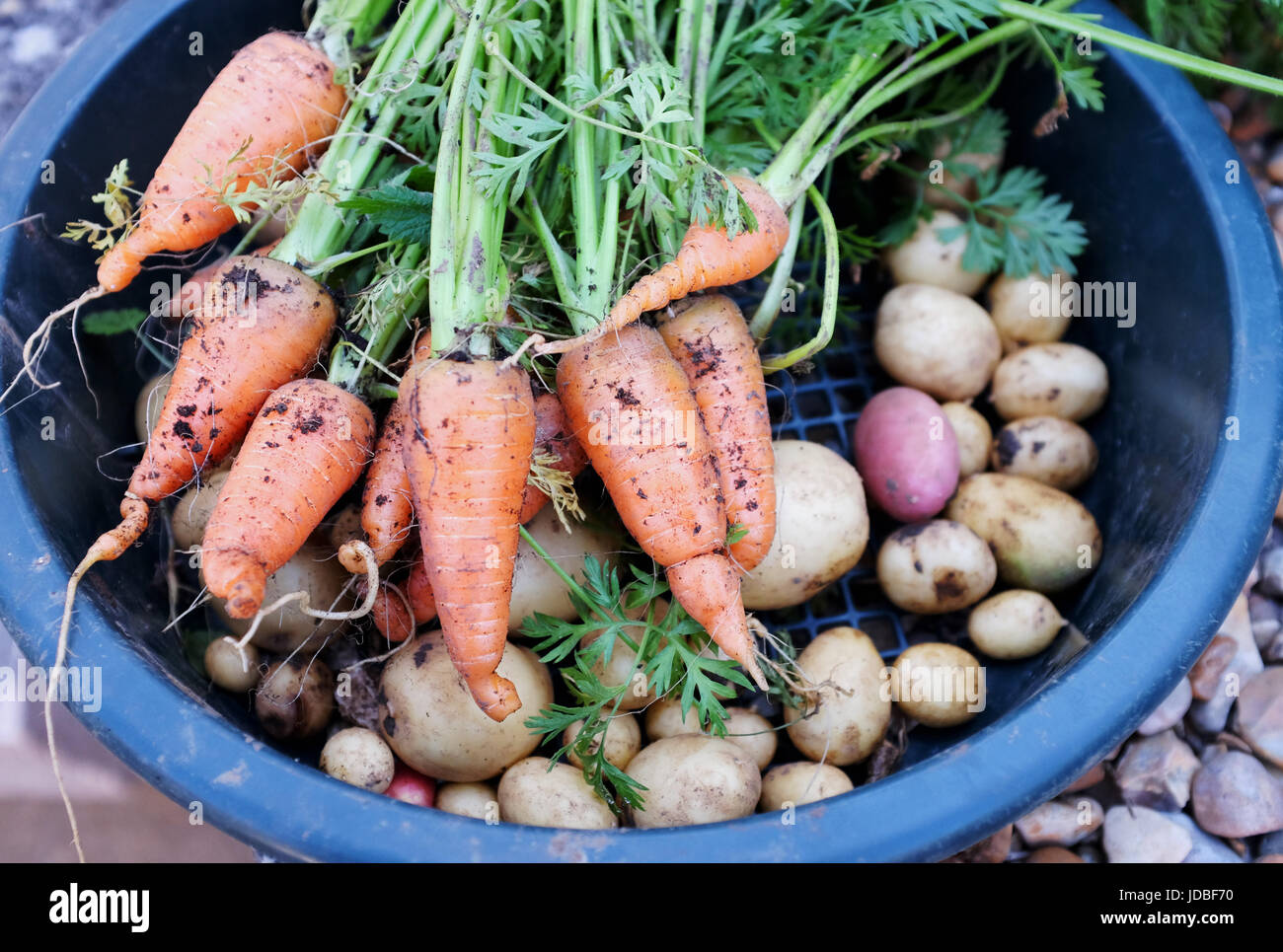Freshly dug potatoes and Chanteray carrots  grown  on an allotment UK Photograph taken by Simon Dack Stock Photo