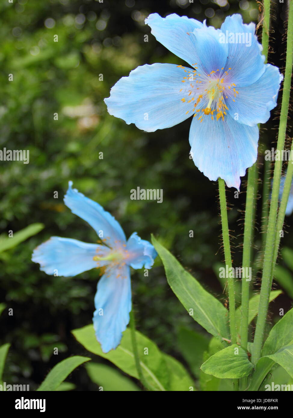 Meconopsis x sheldonii hi-res stock photography and images - Alamy