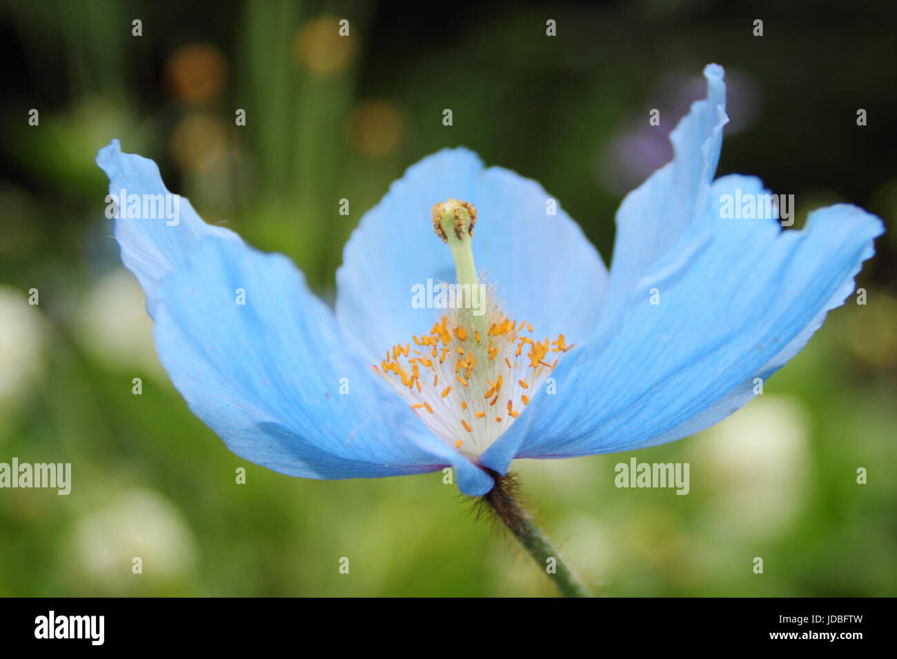 Meconopsis x sheldonii hi-res stock photography and images - Alamy