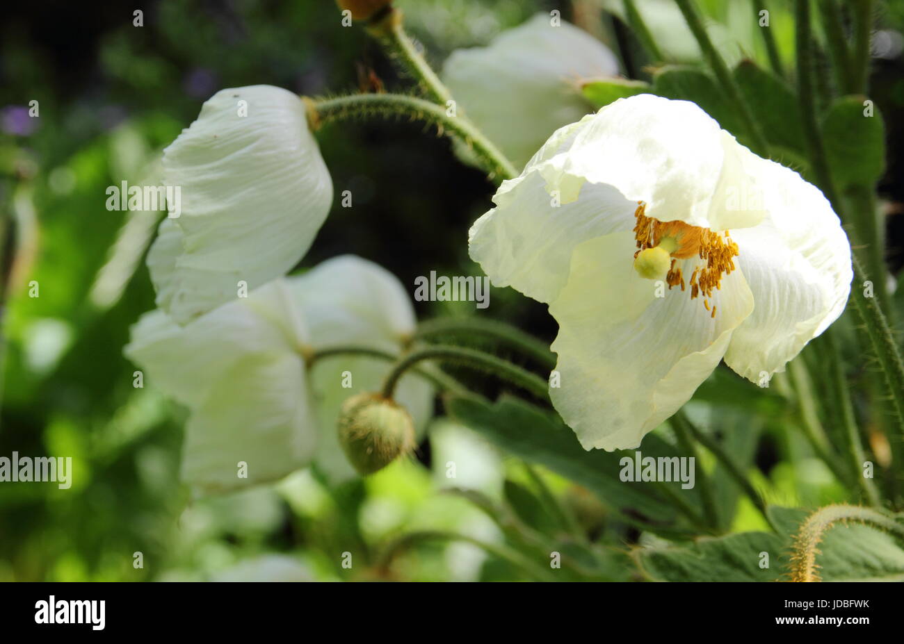 Meconopsis napaulensis (also listed as satin poppy, yellow poppy, Nepal poppy, Himalayan poppy),  flowering in a shady spot in an English garden -June Stock Photo