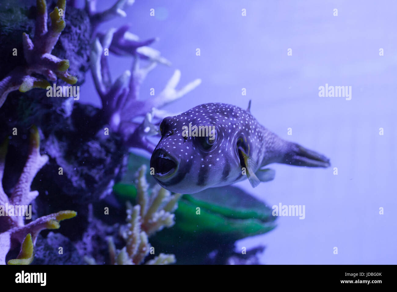 Fish swimming with open mouth. Arothron hispidus Stock Photo