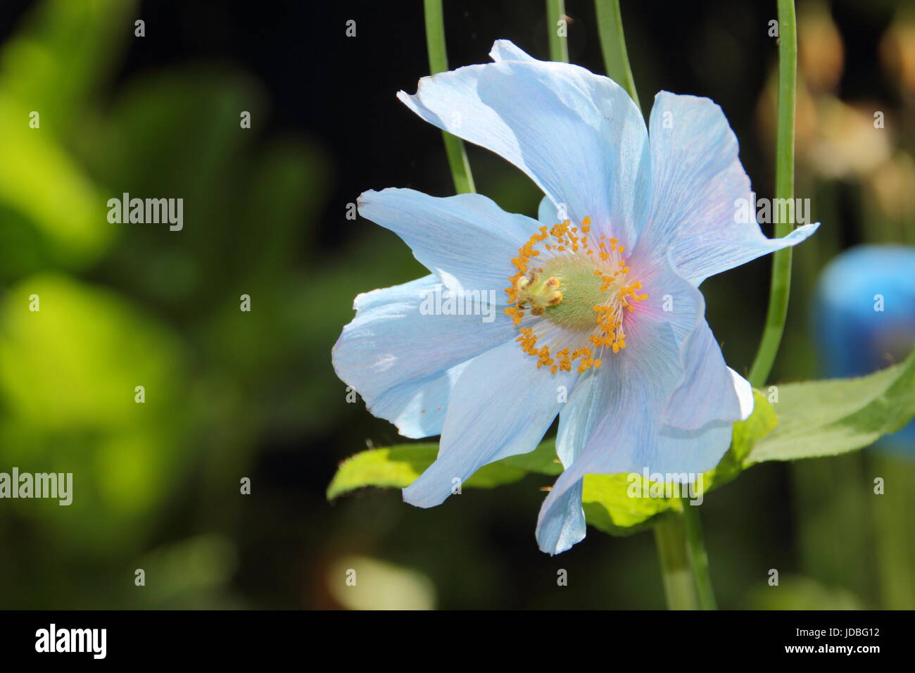 Himalayan Blue Poppy (Meconopsis 'Baileyi' variety), flowering in a shady spot in an English garden in June, UK Stock Photo