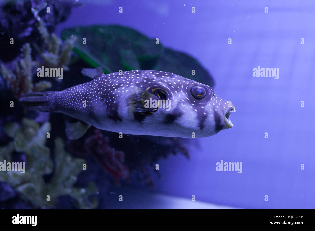 White-spotted puffer fish close up . Arothron hispidus Stock Photo
