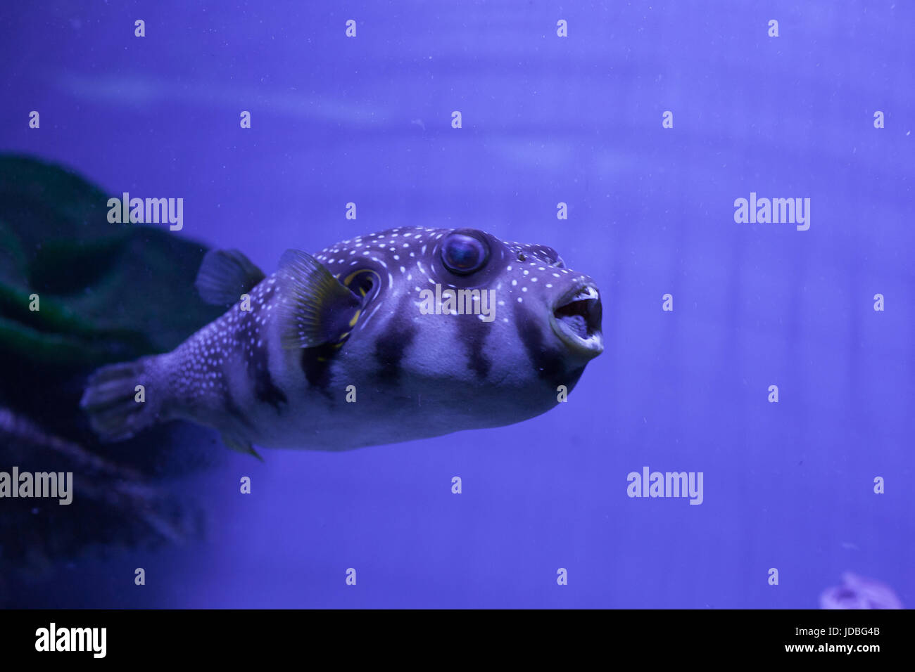 Puffer fish swimming in aquarium. Arothron hispidus Stock Photo