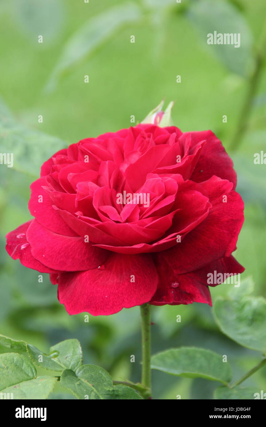 Rosa 'FALSTAFF', a fragrant, modern shrub rose, flowering in the border of an English garden in summer (June) Stock Photo