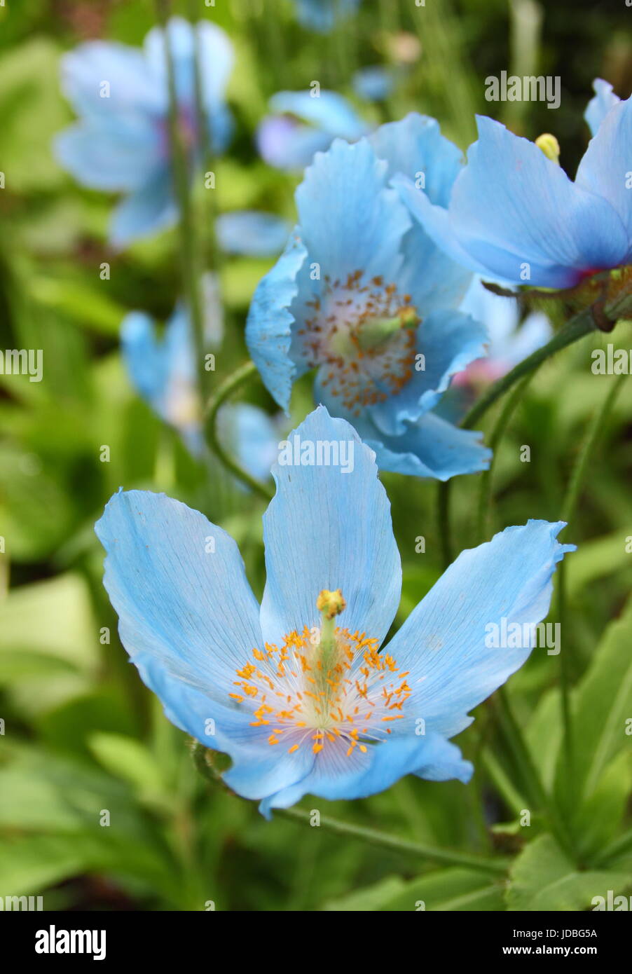 Himalayan Blue Poppy (Meconopsis 'Lingholm' variety), flowering in a shady spot in an English garden in June, UK Stock Photo